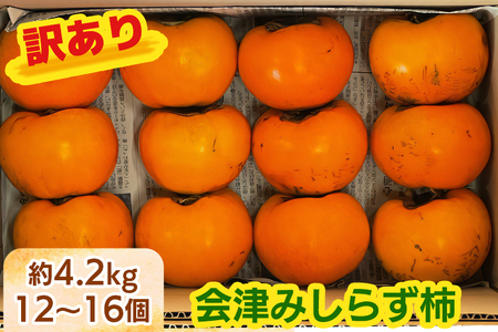 会津身しらず柿 (訳あり・家庭用) 約4.2kg (12個から16個入り) 松原農園産|会津若松 訳アリ 果物 フルーツ 柿 みしらず かき カキ 会津身不知柿 令和7年 2025年 旬 [1022]