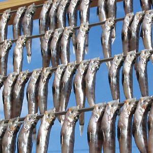 いわき市の魚 めひかりの干物 24尾 | メヒカリ 干物 ひもの 贈答 贈り物 ギフト | 福島県 いわき市 大川魚店