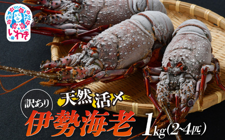 [訳アリ]伊勢海老 1kg 2〜4尾 福えび