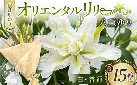 ユリ専門[深花園]観賞用ゆり オリエンタルリリー 八重ゆり [白・普通] 蕾15輪以上 F23R-951