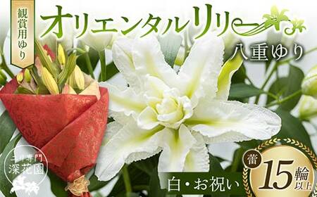 ユリ専門[深花園]観賞用ゆり オリエンタルリリー 八重ゆり [白・お祝い] 蕾15輪以上 F23R-952