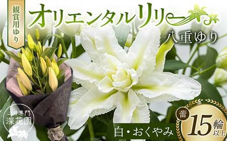 ユリ専門[深花園]観賞用ゆり オリエンタルリリー 八重ゆり [白・おくやみ] 蕾15輪以上 F23R-953