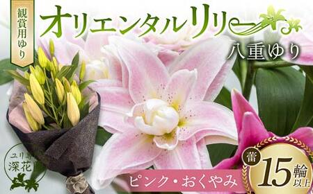 ユリ専門[深花園]観賞用ゆり オリエンタルリリー 八重ゆり [ピンク・おくやみ] 蕾15輪以上 F23R-956