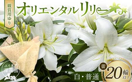 ユリ専門[深花園]観賞用ゆり オリエンタルリリー [白・普通] 蕾20輪以上 F23R-958