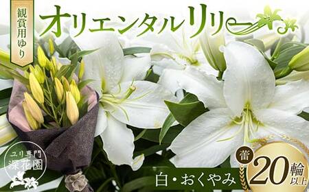 ユリ専門[深花園]観賞用ゆり オリエンタルリリー [白・おくやみ] 蕾20輪以上 F23R-960