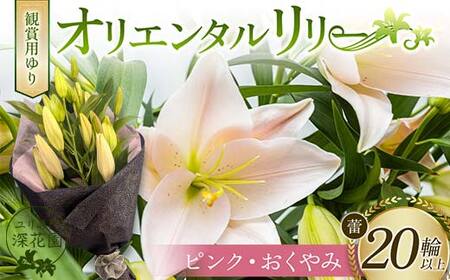 ユリ専門[深花園]観賞用ゆり オリエンタルリリー [ピンク・おくやみ] 蕾20輪以上 F23R-963