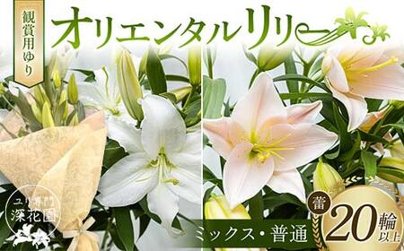 ユリ専門[深花園]観賞用ゆり オリエンタルリリー [ミックス・普通] 蕾20輪以上 F23R-964