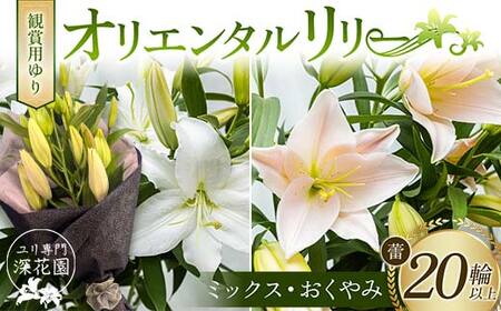 ユリ専門[深花園]観賞用ゆり オリエンタルリリー [ミックス・おくやみ] 蕾20輪以上 F23R-966