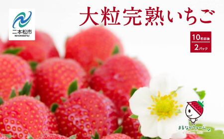 [2026年3月以降順次発送]大粒!完熟いちご2パック入り1箱 フルーツ 果物[まるなかファーム株式会社]