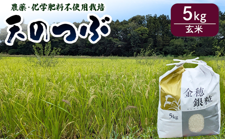 [先行予約]天のつぶ 玄米 5kg 有機的栽培 令和7年産 | 南相馬市 新米 ごはん みさき未来