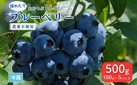 採れたて ブルーベリー 500g (100g×5パック) 農薬不使用 ブルーベリー ブルーベリー ブルーベリー ブルーベリー[121237-002-01]