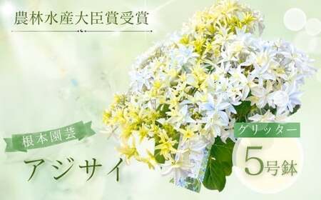 [先行予約]アジサイ グリッター 5号鉢 花ギフト 根本園芸 | 福島県 南相馬市 あじさい 紫陽花 農林水産大臣賞