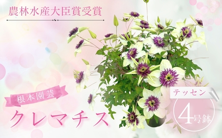 [先行予約]クレマチス テッセン 5号鉢 花ギフト 根本園芸 | 福島県 南相馬市 農林水産大臣賞