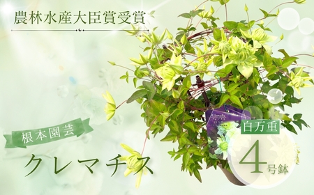 [先行予約]クレマチス 白万重 5号鉢 花ギフト 根本園芸 | 福島県 南相馬市 農林水産大臣賞
