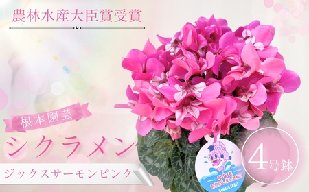 [先行予約]シクラメン ジックス サーモンピンク 4号鉢 花ギフト 根本園芸 | 福島県 南相馬市 農林水産大臣賞