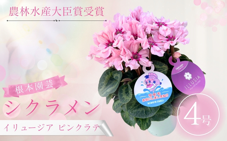 [先行予約]シクラメン イリュージア ピンクラテ 4号鉢 花ギフト 根本園芸 | 福島県 南相馬市 農林水産大臣賞