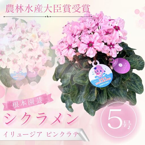 【先行予約】シクラメン イリュージア ピンクラテ 5号鉢 根本園芸 ｜ シクラメン 農林水産大臣賞