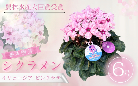 【先行予約】シクラメン イリュージア ピンクラテ 6号鉢 根本園芸 | シクラメン 農林水産大臣賞