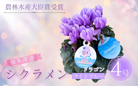[先行予約]シクラメン ドラゴン ライトブルー 4号鉢 花ギフト 根本園芸 | 福島県 南相馬市 農林水産大臣賞