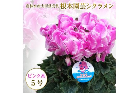 [先行予約]シクラメン ピンク系 フリンジ 5号鉢 花ギフト 根本園芸 | 福島県 南相馬市 農林水産大臣賞