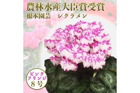 [先行予約]シクラメン ピンクフリンジ 8号鉢 花ギフト 根本園芸 | 福島県 南相馬市 農林水産大臣賞