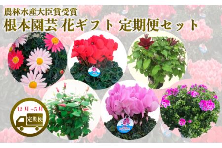 [先行予約][花ギフト定期便]根本園芸 花ギフト(12〜5月 毎月 お届け)定期便セット お届け 12月/シクラメン 1月/マーガレット 2月/ラナンキュラス 3月/ラックス 4月/クレマチス 5月/あじさい 農林水産大臣賞受賞[10009]