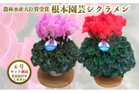 [先行予約]シクラメン 色 おまかせセット 6号×2鉢 根本園芸 花ギフト | 福島県 南相馬市 農林水産大臣賞