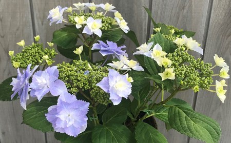 [2026年 先行予約]アジサイ ブレスレット(ブルー系) 5号鉢 | シクラメン あじさい 根本園芸