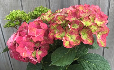 【先行予約】アジサイ マスカレード(変色・緑から赤) 5号鉢 根本園芸 | アジサイ