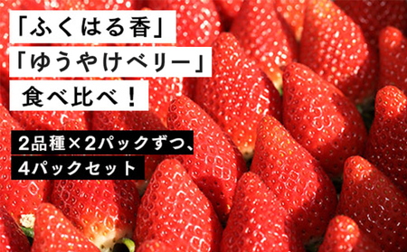 [数量限定]伊賀いちご園のレギュラーパック1,120g(280g×4パック) | 南相馬市 ふくはる香 ゆうやけベリー
