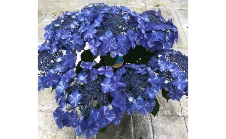 [先行予約]アジサイ サニーデイズ (ブルー系絞り) 5号鉢 根本園芸 | アジサイ