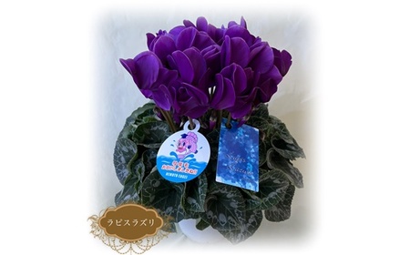 [2026年 先行予約]シクラメン ラピスラズリ 6号鉢 | シクラメン ブルー 根本園芸