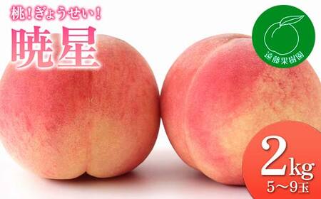 福島の桃 桃!ぎょうせい!「暁星」2kg(5〜9玉)先行予約 フルーツ 果物 もも モモ momo F20C-832