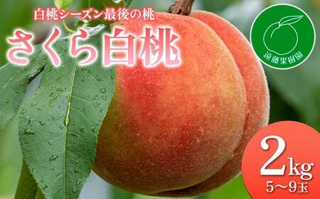 福島の桃 最後の桃 「さくら白桃」2kg(5〜9玉)先行予約 フルーツ 果物 もも モモ momo F20C-833