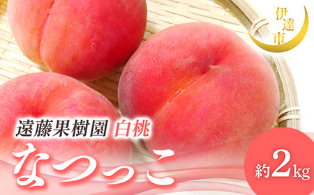 y2026Noוs\zY Ȃ 2kg (5`9) ʎ 蕨  Mtg ɒB̓  t[c ʕ   momo F21C-006