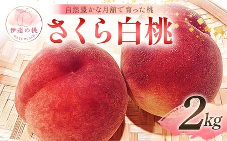 [2025年出荷分 先行予約]自然豊かな月舘で育った桃 さくら白桃2kg(5〜8玉) 桃 もも モモ 果物 くだもの フルーツ 名産品 国産 食品 F21C-062