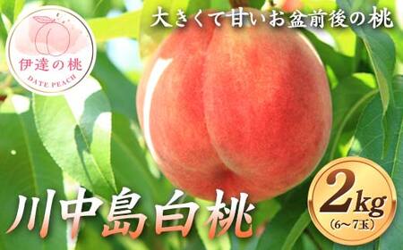 大きくて甘いお盆前後の桃 川中島白桃 約2kg(6〜7玉) 伊達の桃 桃 もも モモ 果物 くだもの フルーツ 国産 食品 桃桃桃 F21C-122
