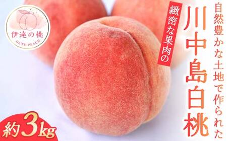 【2026年出荷分先行予約】福島県産 川中島白桃 約3kg 玉数はおまかせ はこざきフルーツ 伊達の桃 桃 フルーツ 果物 もも モモ momo  F21C-430