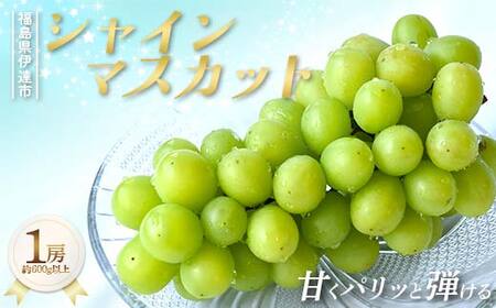 甘くパリッと弾ける シャインマスカット 約600g以上 1房 果物 ぶどう マスカット デザート 福島県 伊達市 F21C-421