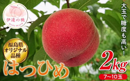 福島の桃 はつひめ2kg(7〜10玉) [斎藤果樹園] 先行予約 フルーツ 果物 もも モモ momo F20C-371