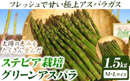 [1.4-180] ステビア栽培グリーンアスパラ1.5kg 北海道 当別町 グリーンアスパラ アスパラ