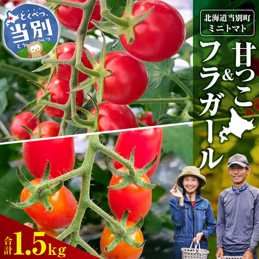 北海道当別町産化学農薬不使用ミニトマト 甘っこ750g+フラガール750g | 北海道産 トマト 野菜 大容量 北海道 当別町