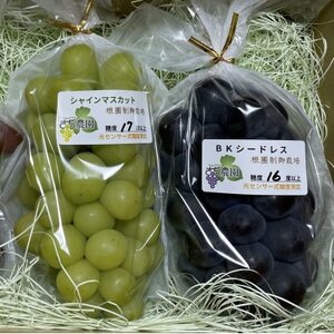 福島県川俣町産　根圏制御栽培のぶどう　シャインマスカット＆BKシードレス　詰め合わせ1kg以上【配送不可地域：離島・沖縄県】【1590862】