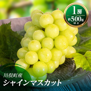 【先行予約】川俣町産 ぶどう シャインマスカット 1房 約500g以上  FAF-0065