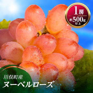 【先行予約】川俣町産 ぶどう ヌーベルローズ 1房 約500g以上  FAF-0066