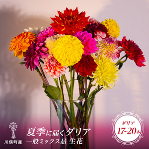 川俣町産 夏季に届く ダリア 一般ミックス品 生花  FAF-0067