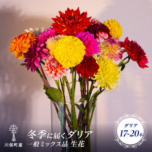 川俣町産 冬季に届く ダリア 一般ミックス品 生花  FAF-0068