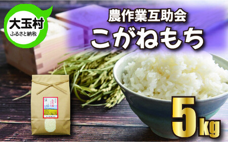 もち米 5kg こがねもち 【 令和6年産 】【 農業生産法人 農作業互助会のお米 】 もち米 もち米 もち米
