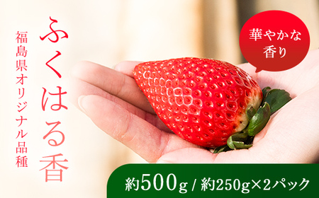 [先行予約]香りが強い!福島県オリジナル品種「ふくはる香」 2L〜3L 約500g(約250g×2パック) いちご イチゴ 苺 福島県 鏡石町 鏡石農遊園 F6Q-076
