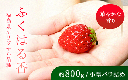 [先行予約]香りが強い!福島県オリジナル品種「ふくはる香」小粒 バラ詰め 約800g いちご イチゴ 苺 福島県 鏡石町 鏡石農遊園 F6Q-078
